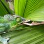 Madagascar - Cameleon