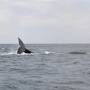 Argentine - Chasse aux Baleines