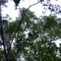 Madagascar - Indri