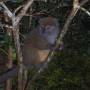 Madagascar - Petit Lémurien