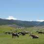 Mongolie - Vallee de l Orkhon