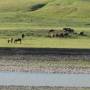 Mongolie - Vallee de l Orkhon