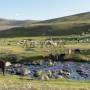 Mongolie - Demenagement - yourte requisitionnee
