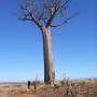 Madagascar - baobab
