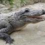 USA - Everglades - La ferme aux aligators