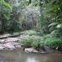 Australie - Daintree Forest
