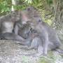 Indonésie - Family Monkey