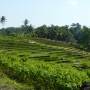 Indonésie - les rizières