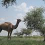 Day 12 et 13 - Camel Safari dans...