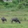 Cambodge - Les buffles
