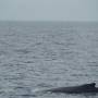 HERVEY BAY - WHALES WATCHING