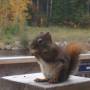 Canada - Décidemment les écureuils ne sont pas mais alors pas farouches du tout au canada !!