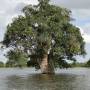 Cambodge - Un arbre