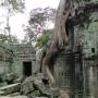 Cambodge - Ta Prohm