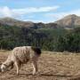 Pérou - Llama photogénique !