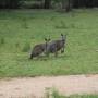 Australie - des Kangourous !