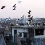 Inde - Envol&eacute;e de pigeons &agrave; Varanasi