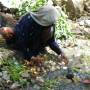 Indonésie - les femmes lavent les patates douces dans les rivieres