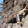 Bolivie - Cactus de plus de mille an mort il y a quelques annees