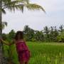 Indonésie - Balade dans les rizieres