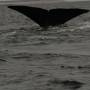 Argentine - Peninsule de Valdes : enfin... j ai vu une baleine