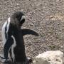 Argentine - Peninsule de Valdes : un pingouin faisant du break dance
