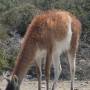 Argentine - Peninsule de Valdes : Un cousin par alliance du lama