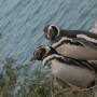 Argentine - Peninsule de Valdes : pingouins in love