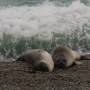 Argentine - Peninsule de Valdes : elephant de mer apres la 10eme sieste de la journee
