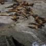 Argentine - Peninsule de Valdes : lions de mer faisant bronzette
