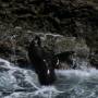 Argentine - Peninsule de Valdes : lion de mer finissant de faire trempette