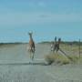 Argentine - Petit guanaco en pleine effort...