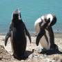 Argentine - Nos premier pingouins de magelans !