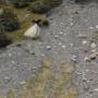 Chili - Puerto Natales : Le parc Torres Del Paine, mon premier condor