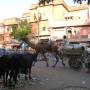 Inde - Bienvenue chez les Rajasthanis