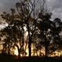 Australie - arbres