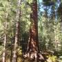 USA - Les sequoias géants