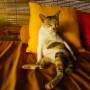 Indonésie - notre pote le chat, qui passait ses journees dans notre bungalow!