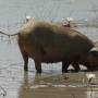 Burkina Faso - Jolie fleur et tête de cochon...