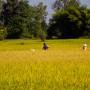 Laos - Travail aux champs