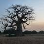 Burkina Faso - Baobab again