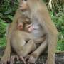 Thaïlande - Calaos, gibbons, macaques, anaconda...