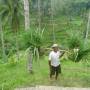Indonésie - Rizières en terrasses