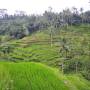 Indonésie - Rizieres en terrasses