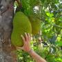 Viêt Nam - Voici un jackfruit: amelie ne peut pas s empecher de tripoter les gros trucs!