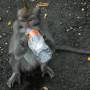 Indonésie - Macaque de la forêt des singes a Ubud