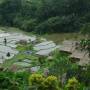 Indonésie - Rizières en terrasses