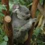 Australie - Koala au parc de Kuranda