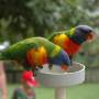 Australie - lorikeet