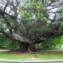 Australie - un arbre centenaire ( ou plus ?)